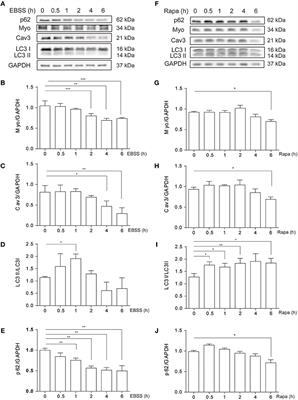 Polycystin-2 Is Required for Starvation- and Rapamycin-Induced Atrophy in Myotubes